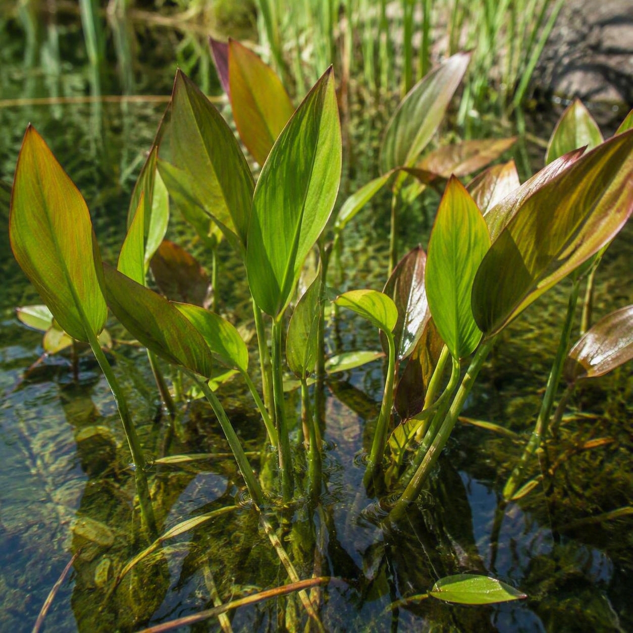 Piante Acquatiche