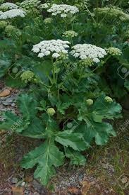 Heracleum sosnowskyi Panacea Sosnowskyi