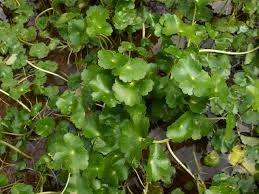 Hydrocotyle ranunculoides Soldinella reniforme