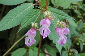 Impatiens glandulifera Balsamina ghiandolosa