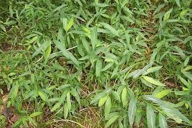 Microstegium vimineum Stiltgrass giapponese