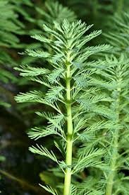 Microstegium vimineum Stiltgrass giapponese