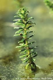 Myriophyllum aquaticum Millefoglio d'acqua brasiliano