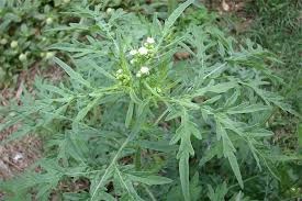 Parthenium hysterophorus Partenio infestante