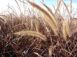 Pennisetum setaceum Penniseto allungato