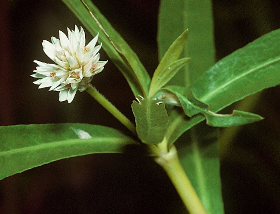 Alternanthera philoxeroides Pianta degli alligatori