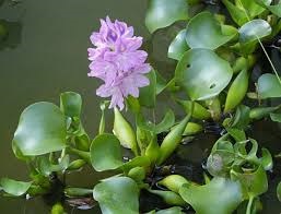 Eichhornia crassipes Giacinto d'acqua