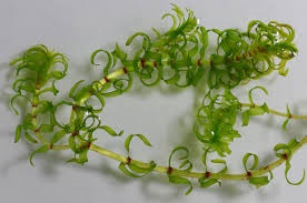 Elodea nuttallii Peste d'acqua di Nuttali