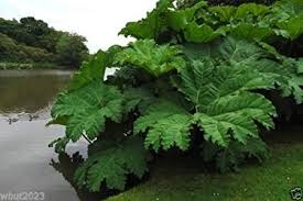 Gunnera tinctoria Rabarbaro gigante