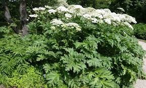 Heracleum persicum Panacea della persia