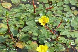 Ludwigia peploides Porracchia peploide