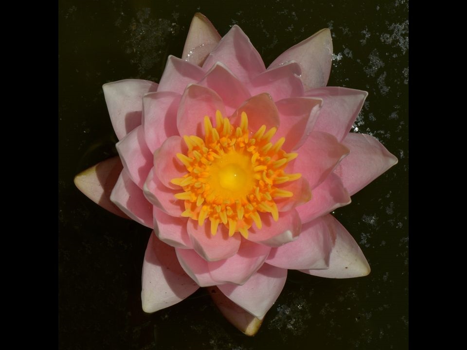 Angel Star