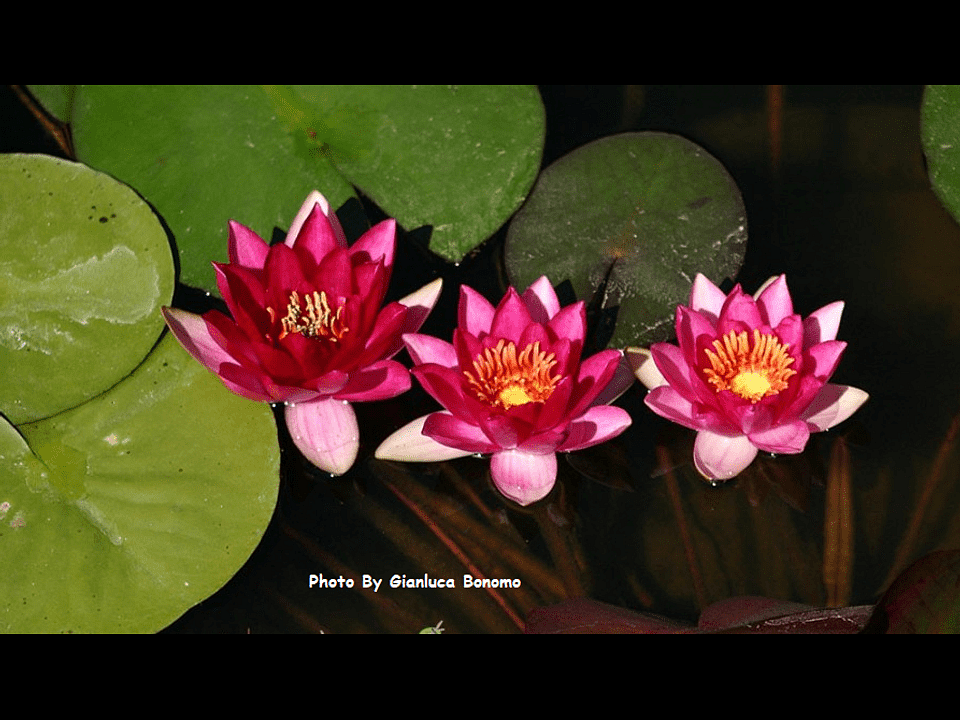 Atropurpurea