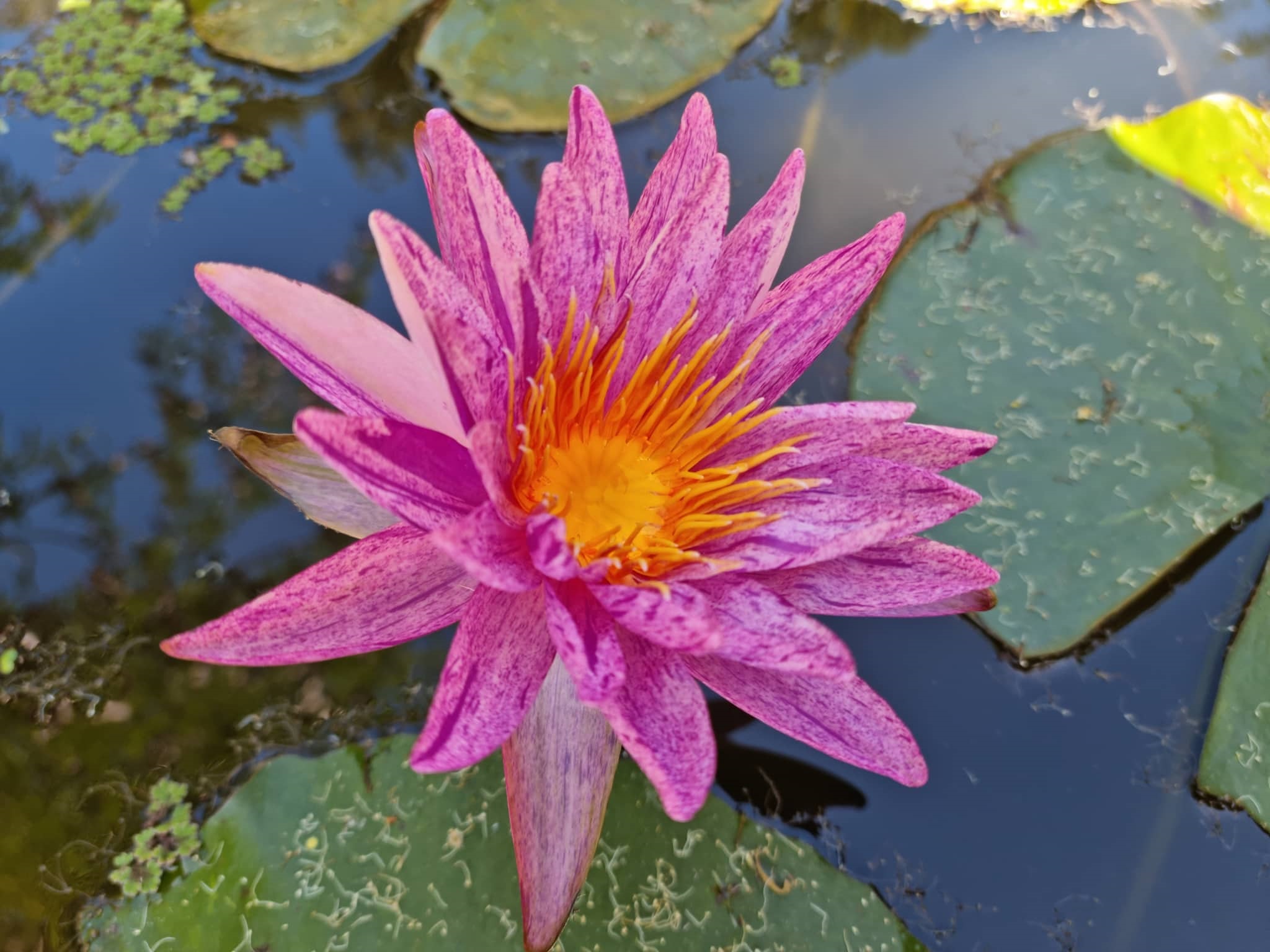 Painted Star