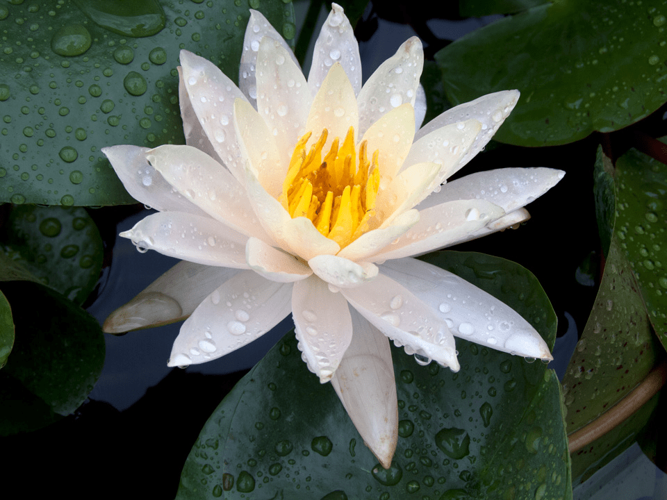 Peace Lily