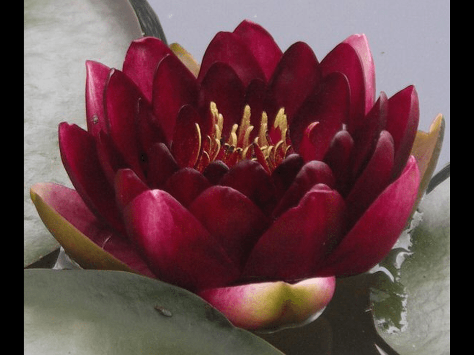 Perry's Depeest Red