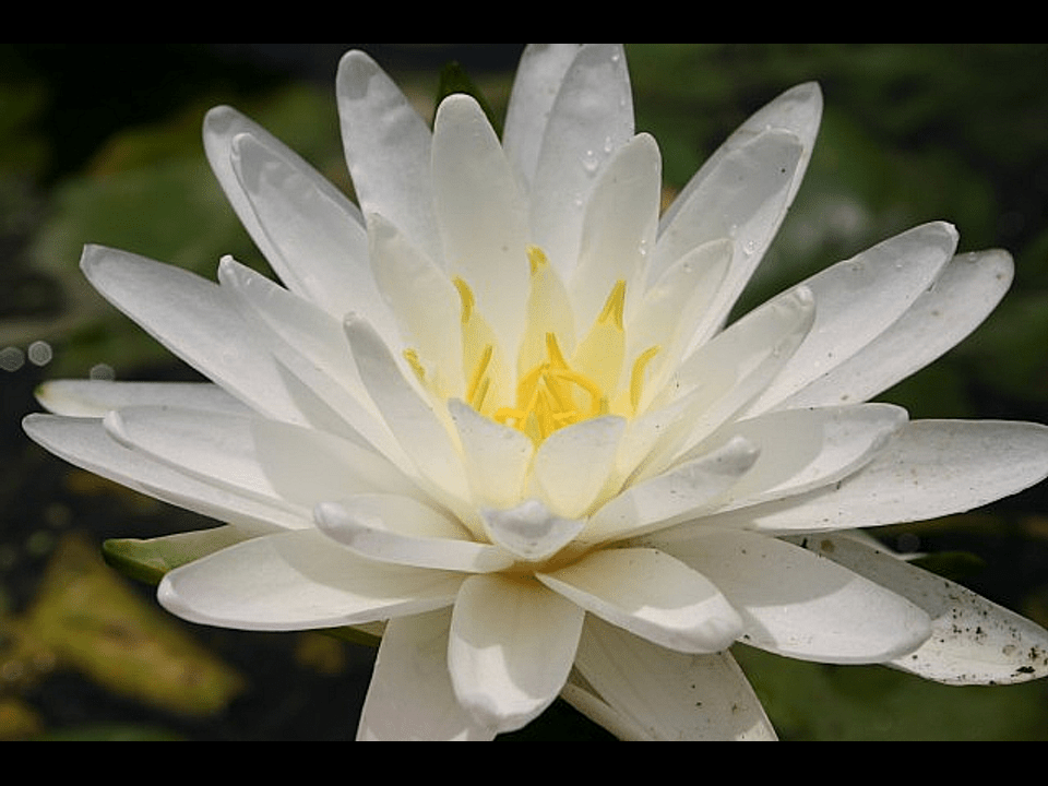 Perry's Double White