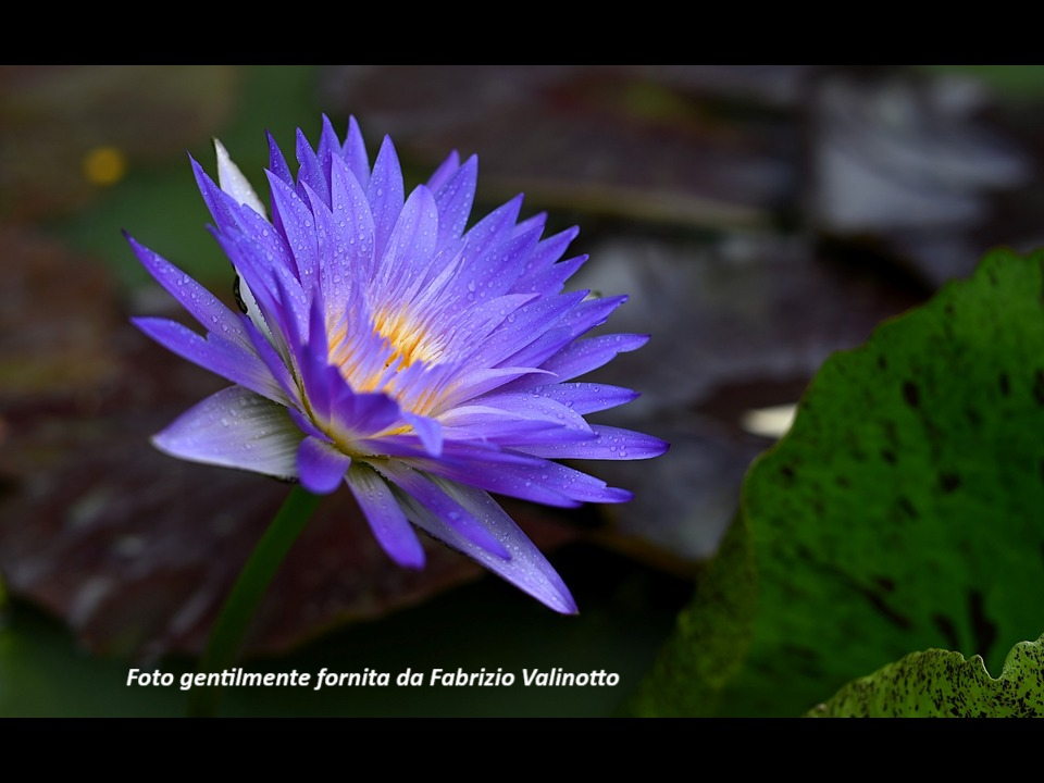 Amethyst Mist