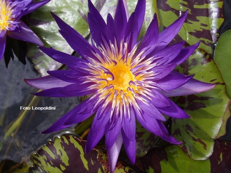 Blue Aster