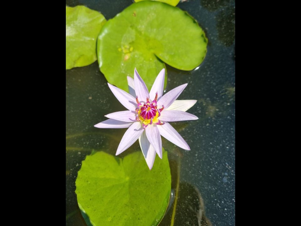 Mintra