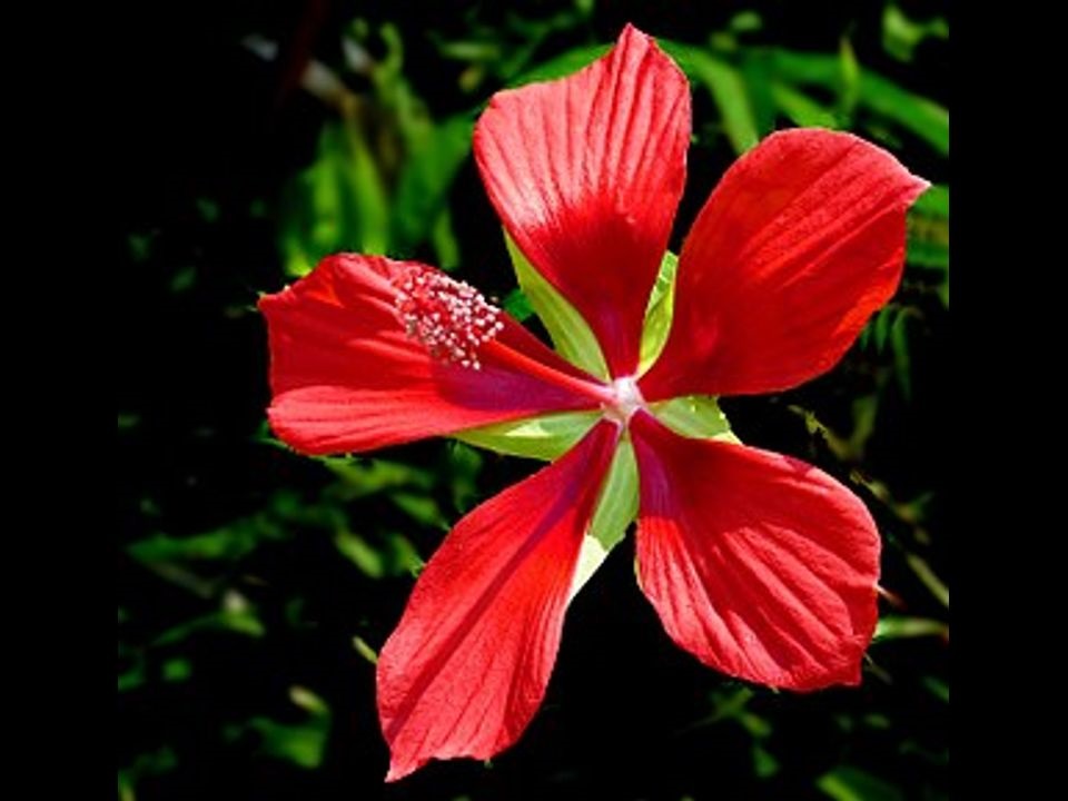 Hibiscus Coccineus