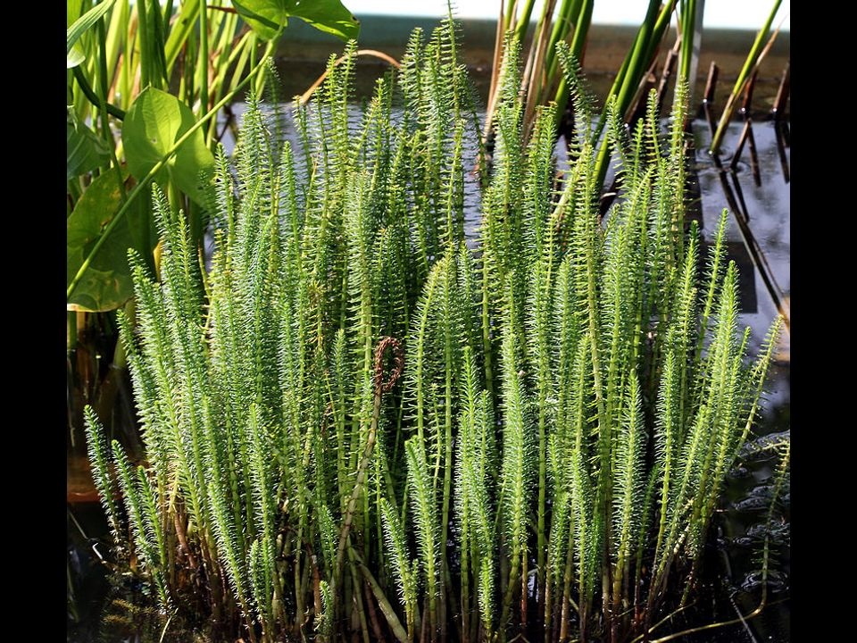 Hippuris Vulgaris